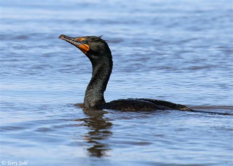 Great Cormorant - Species Information and Photos