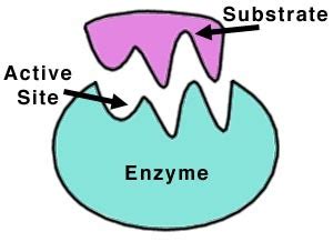 Water, pH, Enzymes Flashcards | Quizlet