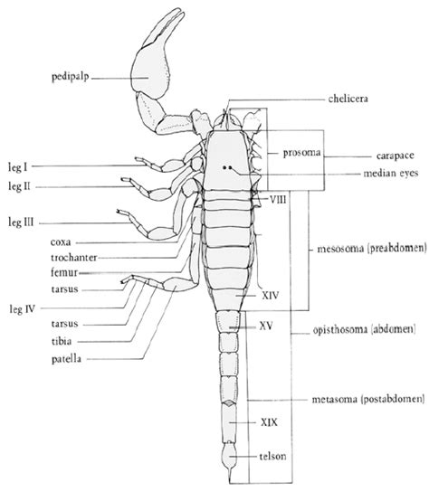 Scorpion dorsal view (14) | Download Scientific Diagram