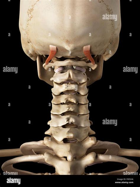 Neck Bones Anatomy