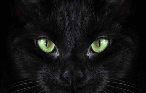 Black Cat Green Eyes Wallpaper | PixLith