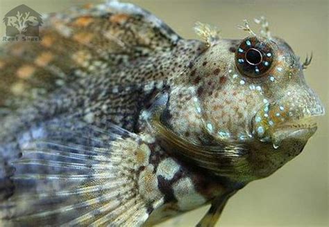 Lawnmower Blenny