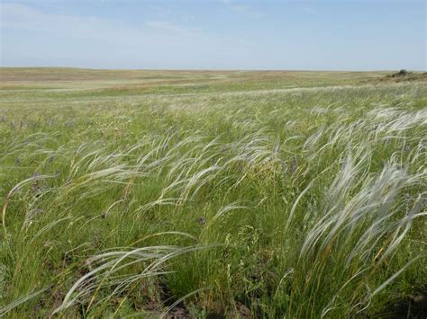 BULLER TIME: The Russian Steppe 4: Vegetation