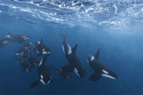 Why is an Orca Not a Whale? - Ocean Conservancy