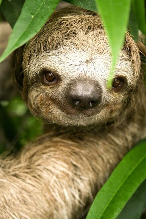 Amazon Rainforest Animals : The Three-Toed Sloth ~ Amazon Rainforest Animals