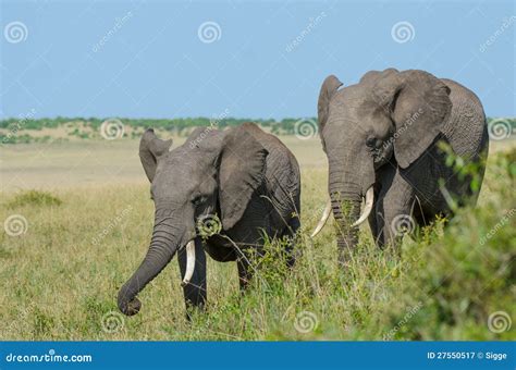 Two African elephants stock image. Image of travel, intelligence - 27550517