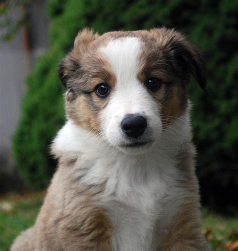 English Shepherd Puppies | English shepherd, Puppies, English shepherd puppy