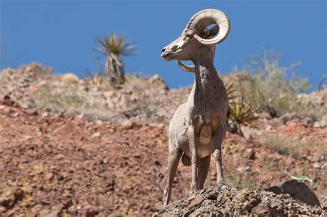 GALLERY | Desert National Wildlife Refuge in Southern Nevada | KSNV