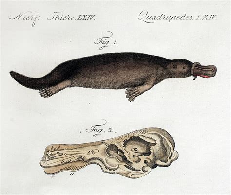 Platypus Anatomy (blumenbach) Photograph by Paul D Stewart - Pixels