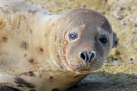 Wildlife and Landscapes: Grey Seals