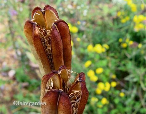 How To Plant Lily Seeds | Lily seeds, Growing lilies, Plants