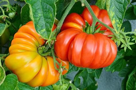 Best Heirloom Tomato Varieties | Hot Sex Picture