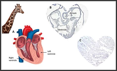 Are Dog Hearts Like Human Hearts