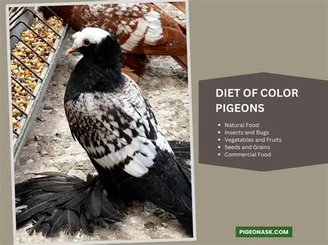 Color Pigeons: Characteristics, Care And More! - Pigeon Ask