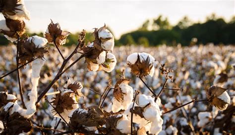 What Is Turkish Cotton – Turkish Market – Online Turkish Supermarket