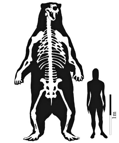 Demythologizing Arctotherium, the Biggest Bear Ever | WIRED