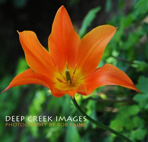 Orange Tulip at Green Spring Gardens – I See Beauty All Around