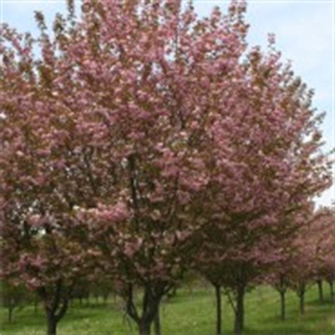 Flowering tree - Kwanzan Cherry (Prunus serrulata 'Kwanzan') | Shade Tree Farm