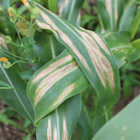 Foliar Diseases / Rebecca Nelson Lab