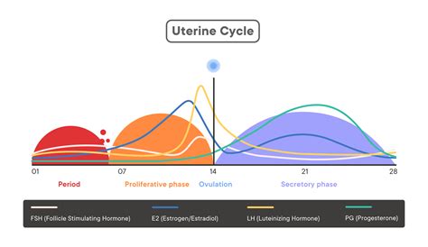 Misunderstanding Resignation Geometry diagram of the menstrual cycle ...