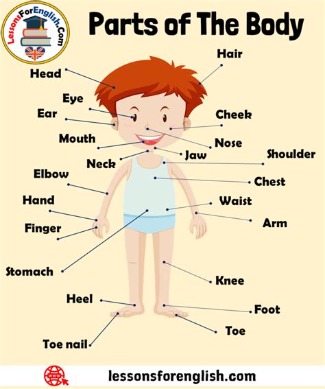 Human Body Parts Names, Organs in the Body, Expressions and Examples ...