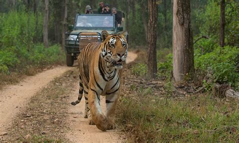 Top 5 National Parks for Tiger safari in India 2021 - Article Ritz