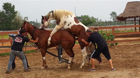 Horse Breeding in Thailand - Horse Riding - Fishing Park in Udon Thani - Leks Ranch & Equestrian ...