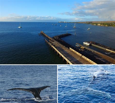 Why Lahaina Is The Best Place For Whale Watching In Hawaii