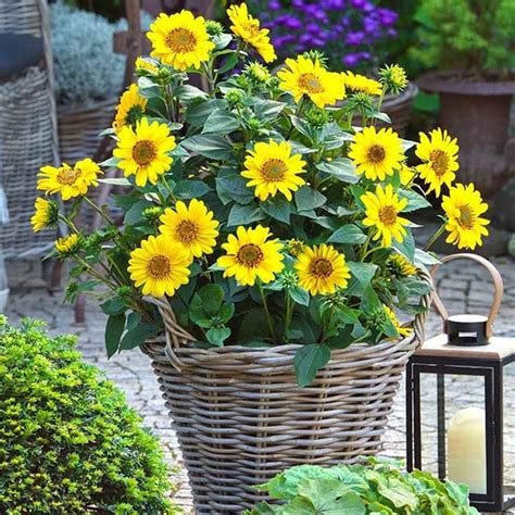 Helianthus Suncatcher Perennial Sunflower - Sugar Creek Gardens