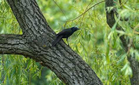 common grackle (Quiscalus quiscula) is a species of large icterid bird found in large numbers ...