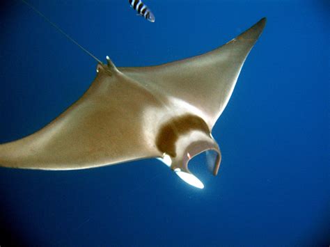 International NGOs denounce capturing nine giant devil rays off Kelibia ...