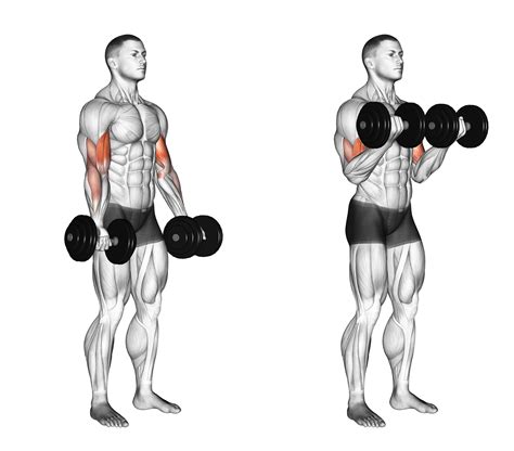 Dumbbell Curls Not Working at Joshua Kim blog