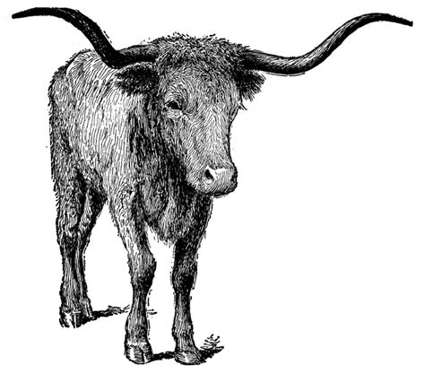 Longhorn Clipart - ClipArt Best