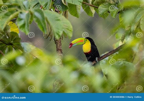 Toucan in Costa Rica stock photo. Image of bird, animal - 303003086