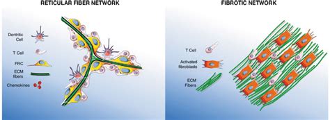 Characteristics of reticular fiber and fibrotic networks. The reticular ...