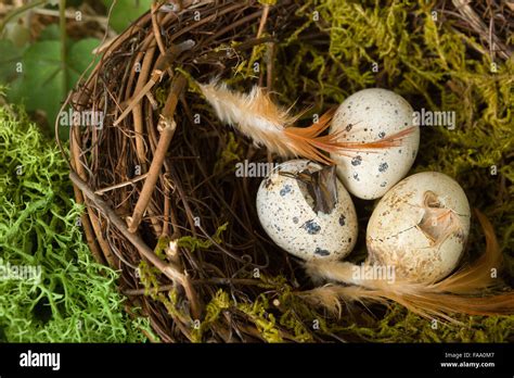 Hatching eggs hi-res stock photography and images - Alamy