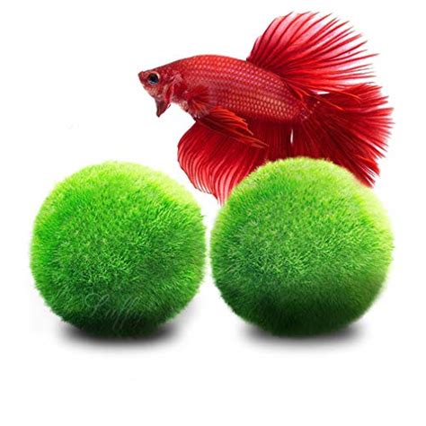 Best Toys & Decorations For Betta Fish Reviewed 2020 Guide