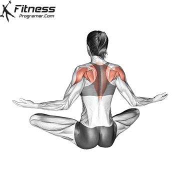 Seated Scapular Retraction Exercise » Workout Planner