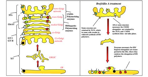 The localisation of different proteoglycan-synthesising enzymes in the... | Download Scientific ...