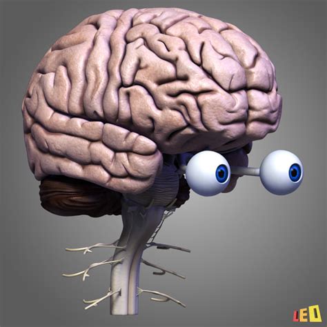 3D 3D Studio brain human nervous