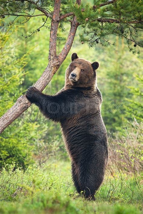 Majestic brown bear, ursus arctos, ... | Stock image | Colourbox