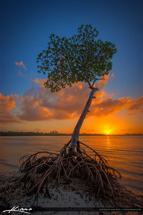 Mangrove Sunset Singer Island Lake Worth Lagoon