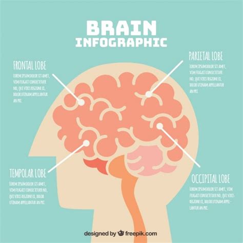 Human Brain Infographic