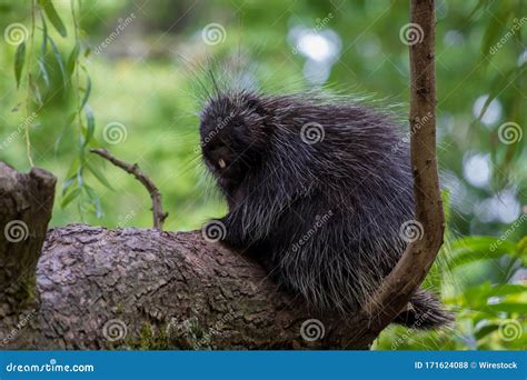 Black New World Porcupine Sitting on a Tree Branch with a Blurred Background Stock Photo - Image ...