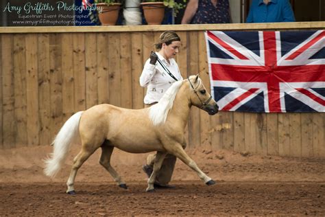 Miniature Horse Club of Great Britain Grand Championship Show