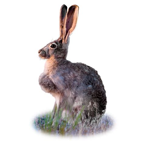 Black Tailed Jackrabbit Facts | DK Find Out