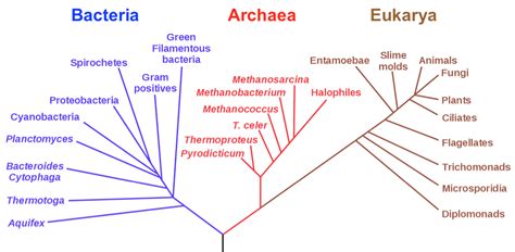 Phylogenetic Trees and Geologic Time | Organismal Biology