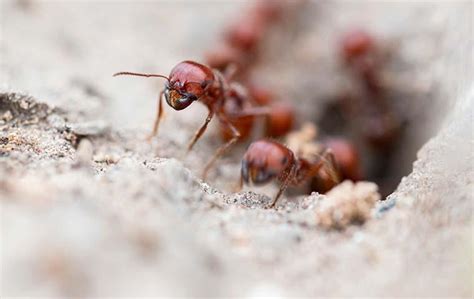 Ant Control 101: A Helpful Guide For Hattiesburg Homeowners