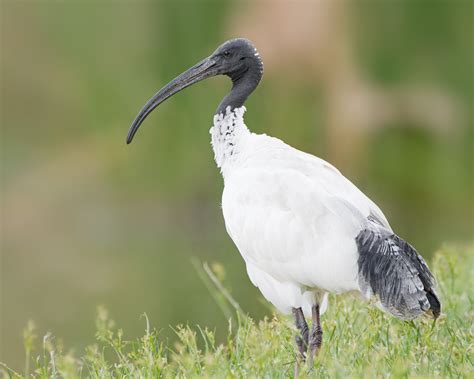 zoology - Bird species ID in the Northern Territory, Australia ...