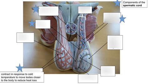 spermatic cord anatomy Diagram | Quizlet